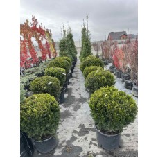 Тис середній Хіллі  70 см (куля)